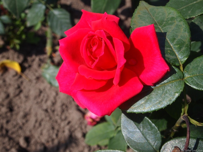 'Artek' rose photo