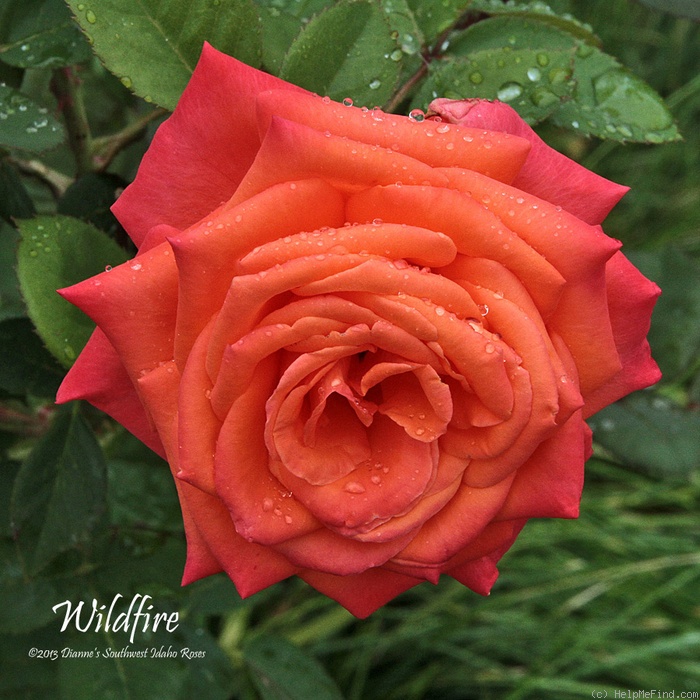 'Wildfire ™ (hybrid tea, Zary 2004)' rose photo