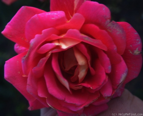 'Shades of Autumn' rose photo