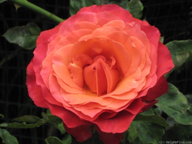 'Lady Bird ' Rose Photo