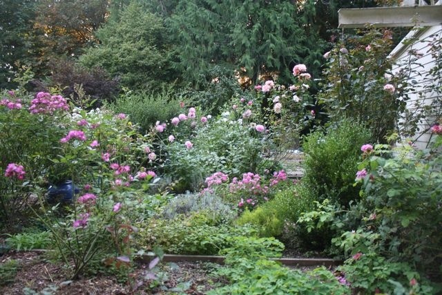 'Harbor Rose Garden'  photo
