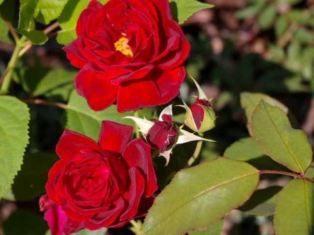 'Duftparadies' rose photo