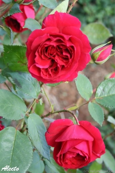'Alecto' rose photo