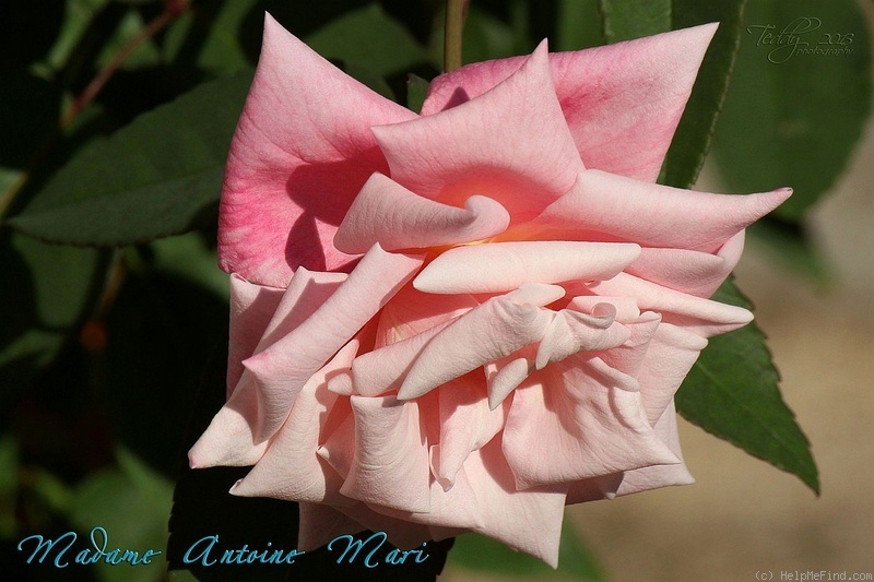 'Madame Antoine Mari (Tea, Mari before 1890)' rose photo