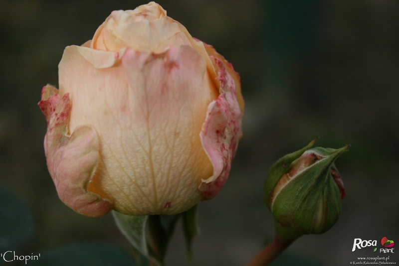 'Chopin (hybrid tea, Zyla, 1980)' rose photo