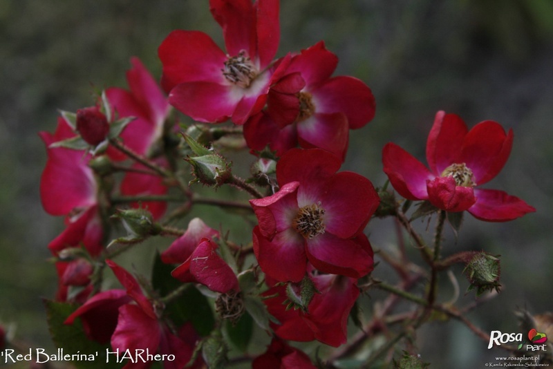 'Red Ballerina (shrub, Harkness, 1977)' rose photo