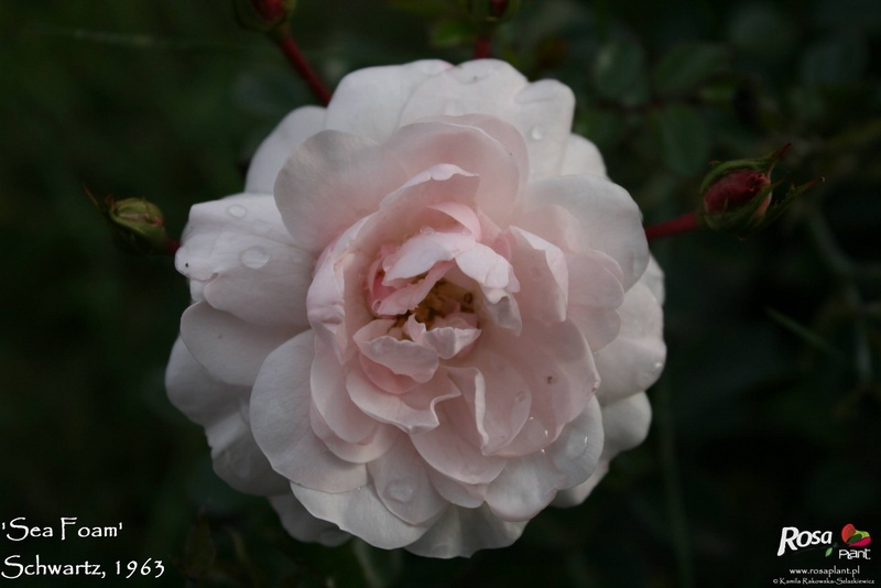 'Sea Foam (shrub, Schwartz 1963)' rose photo