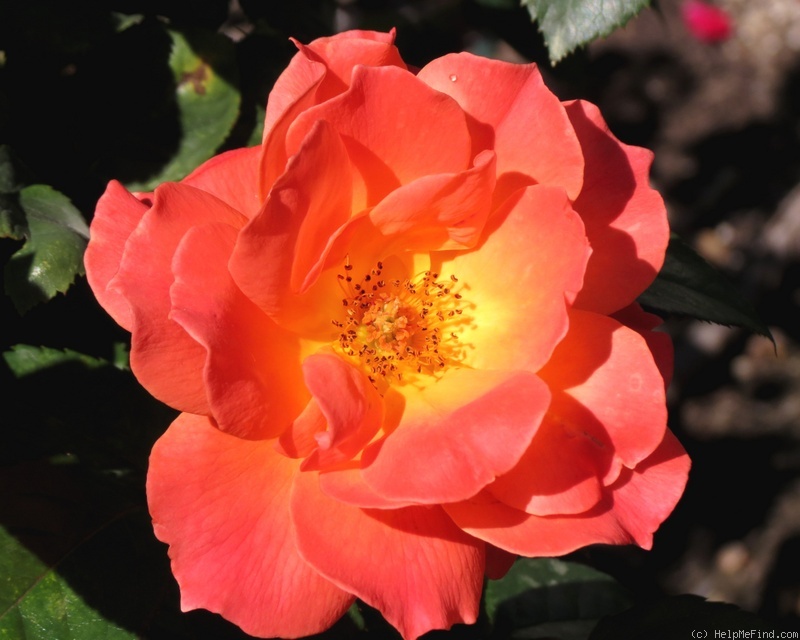 'Livin' Easy ™' rose photo