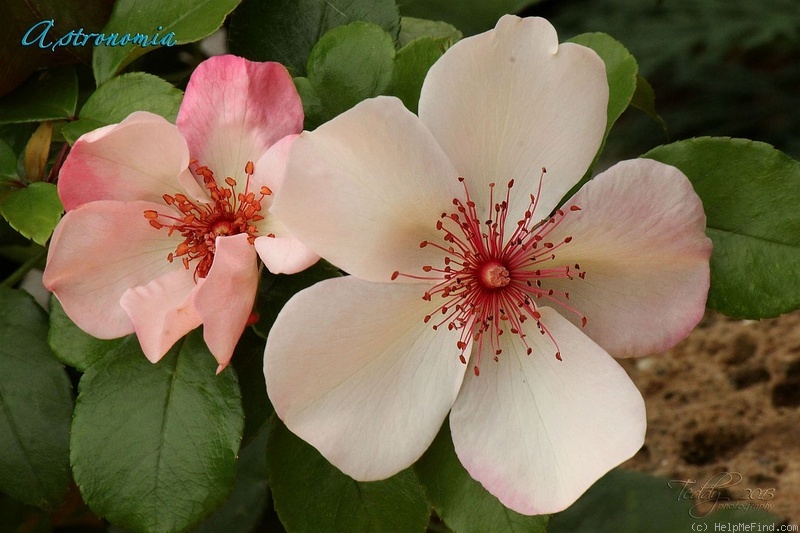'Astronomia ®' rose photo