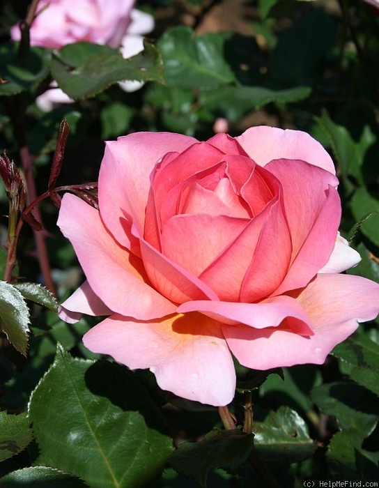 'Sweet and Lovely' rose photo