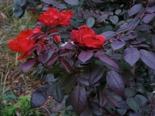 'Winner's Circle ™' rose photo