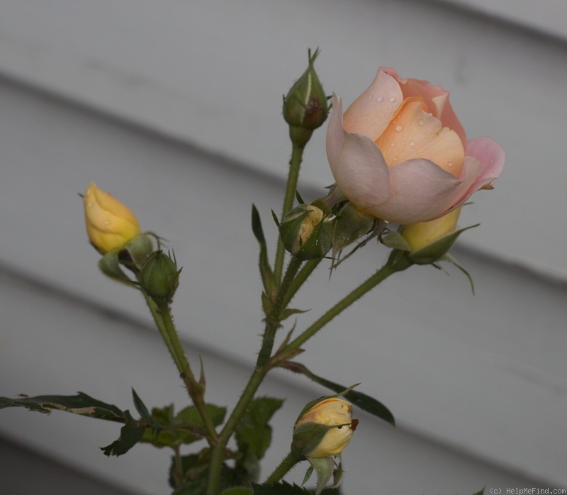 'Peach Profusion' rose photo