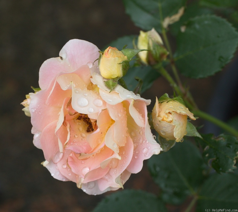 'Peach Profusion' rose photo