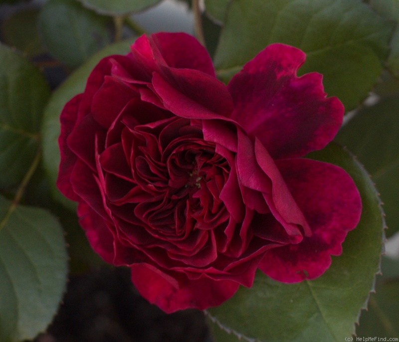 'Prospero ®' rose photo