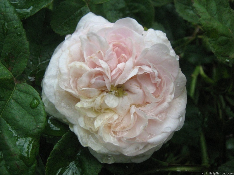 'Duchesse d'Angoulême (hybrid gallica, pre 1800)' rose photo