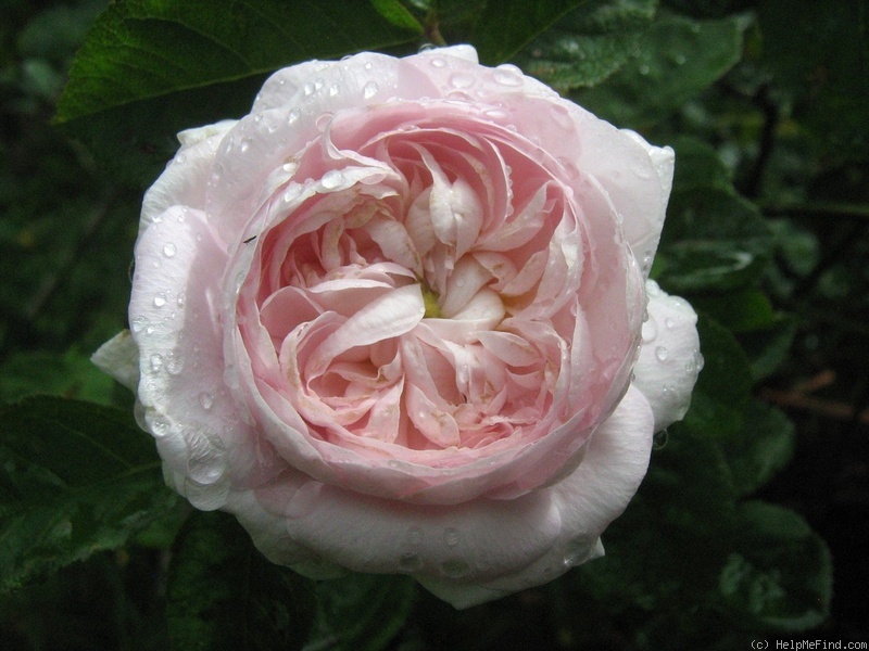 'Duchesse d'Angoulême (hybrid gallica, pre 1800)' rose photo