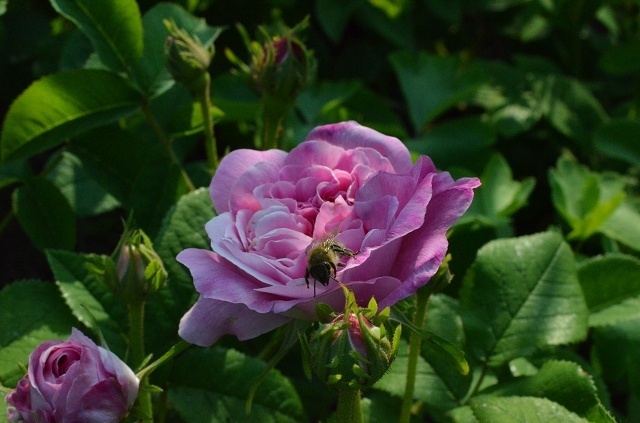 'Belle Virginie' rose photo