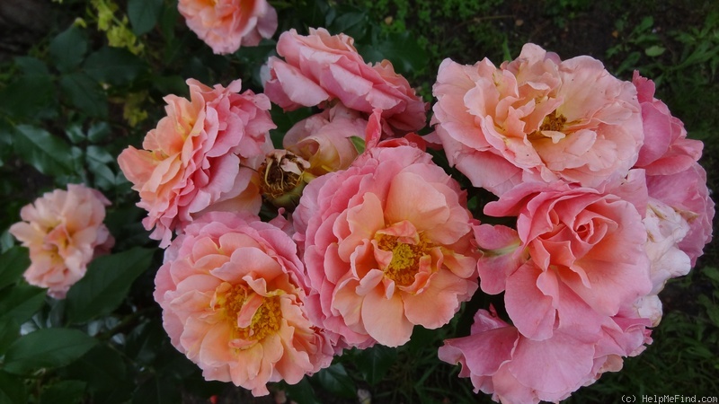 'Marie Curie ® (floribunda, Meilland 1997)' rose photo