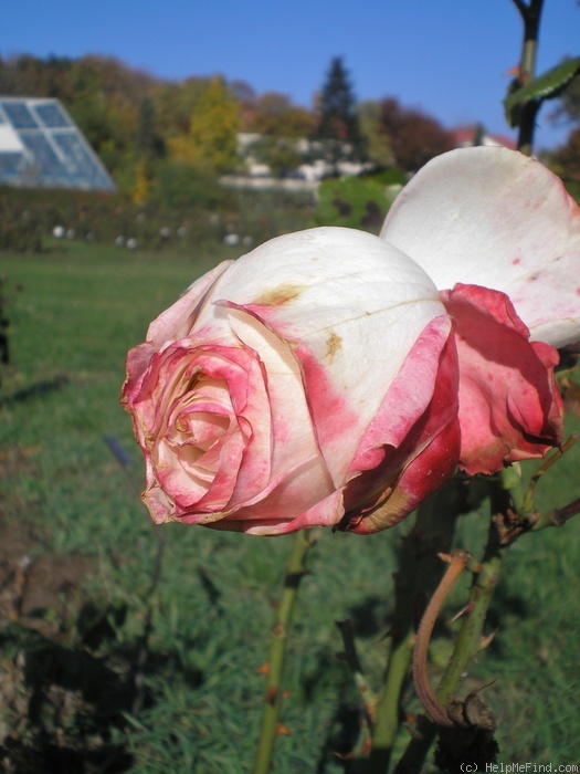 'Altesse 75' rose photo