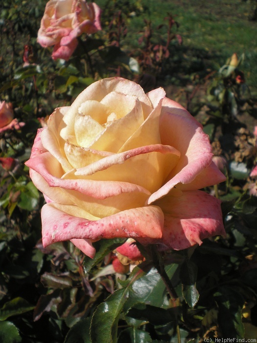 'Königin Beatrix ®' rose photo