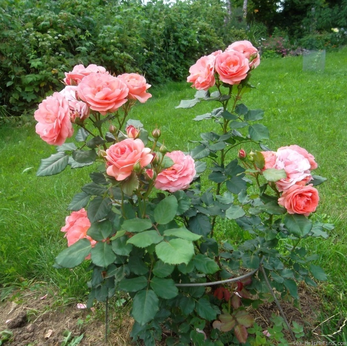 'Amelia ™ (shrub, Poulsen 2002)' rose photo