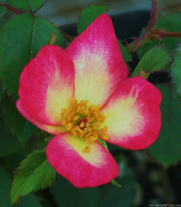 '12Homerun05' rose photo