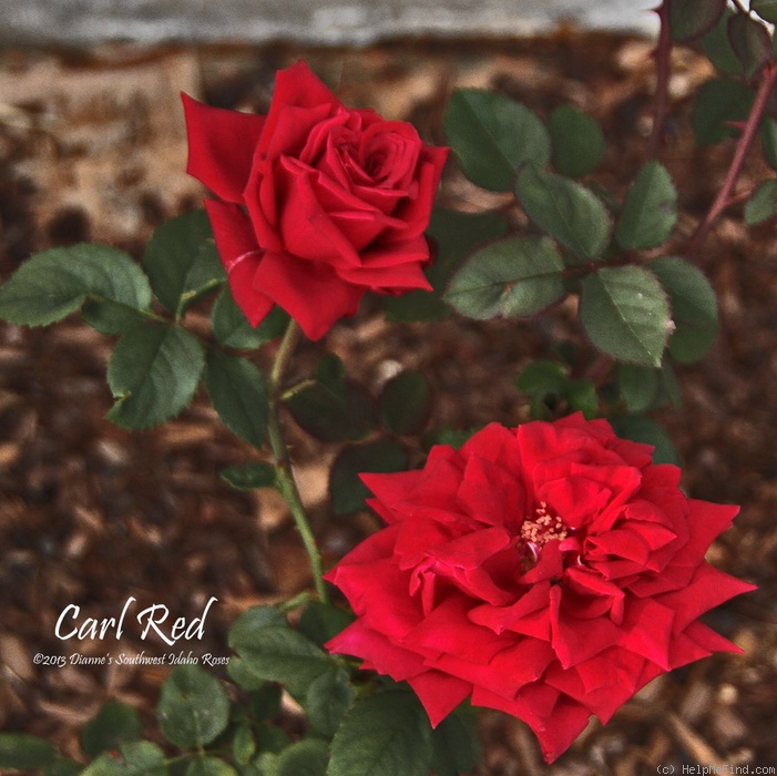 'Carl Red' rose photo