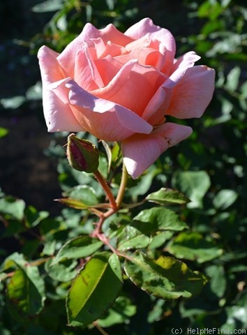 'Betty (hybrid tea, Dickson, 1905)' rose photo
