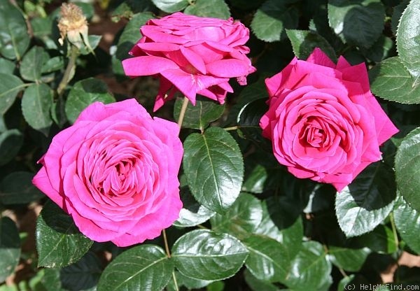 'Johanna Pauline Hartwig' rose photo