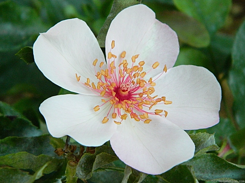 'Astronomia ®' rose photo