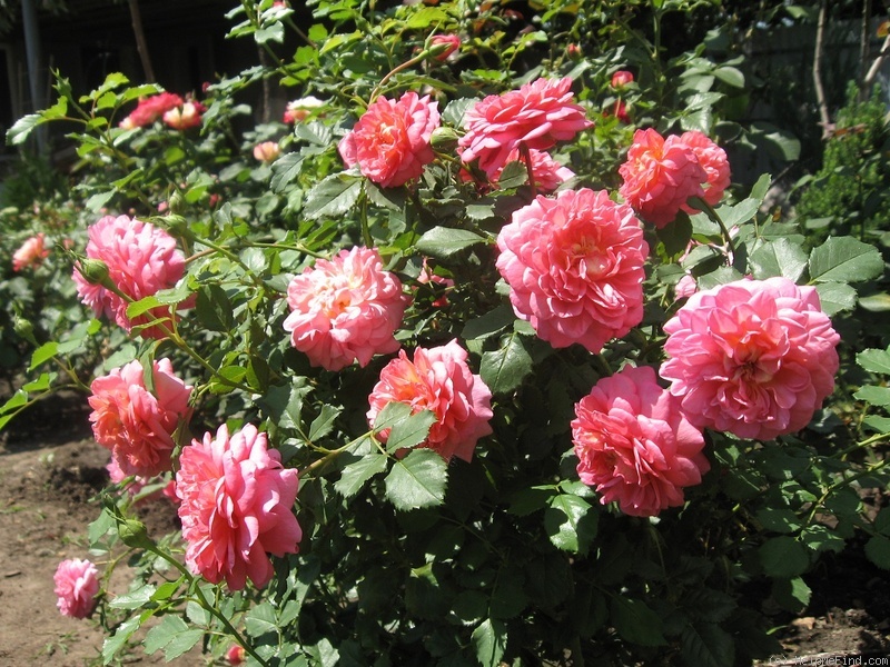 'Christopher Marlowe' rose photo