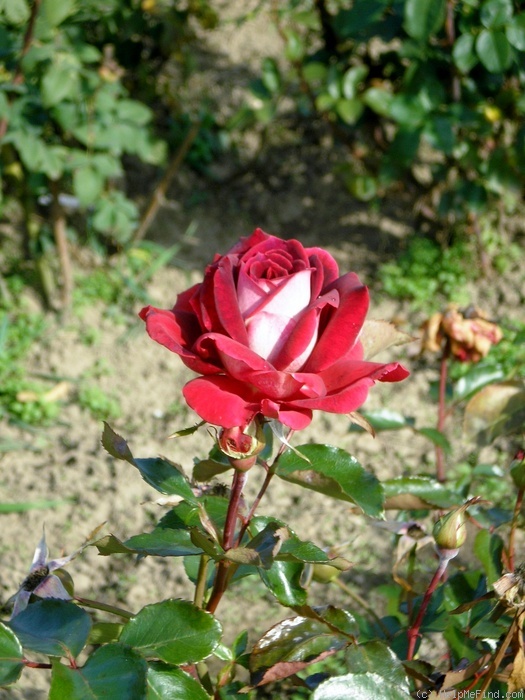 'Francine (hybrid tea, Kriloff, 1961)' rose photo