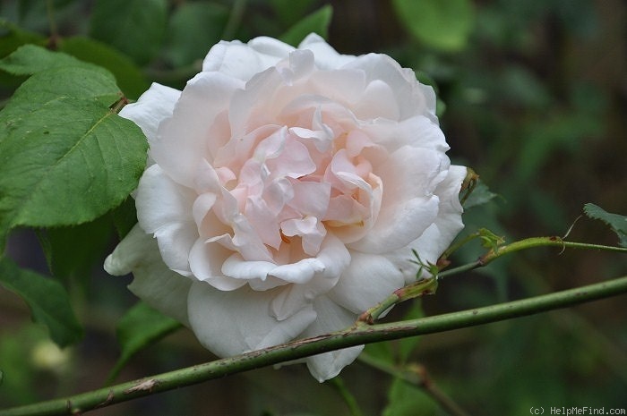 '<i>Rosa X polliniana</i> f. <i>affabilis</i> (Vuk.) R.Keller' rose photo