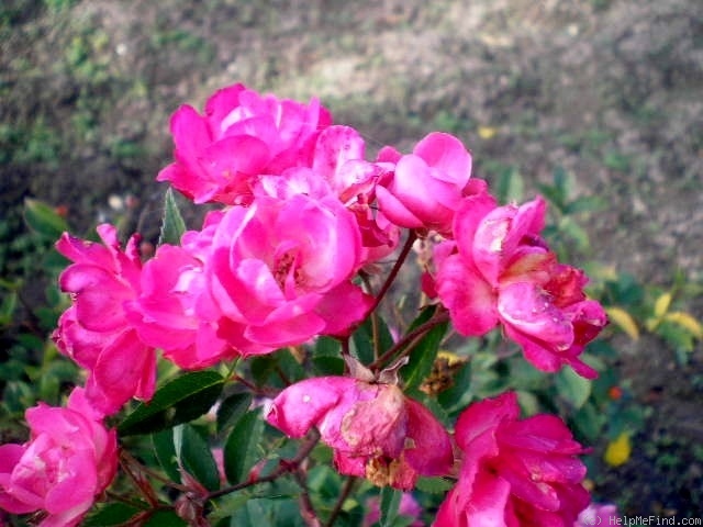 'Gorsium' rose photo
