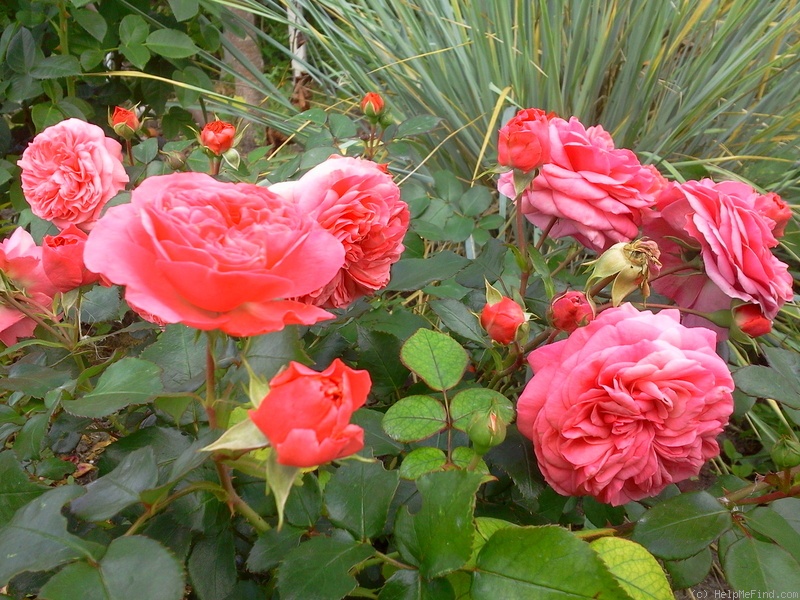 'Baronesse ® (floribunda, Evers/Tantau, 2009)' rose photo
