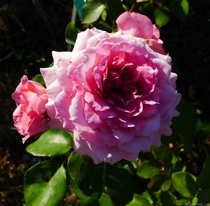 'Abrud' rose photo