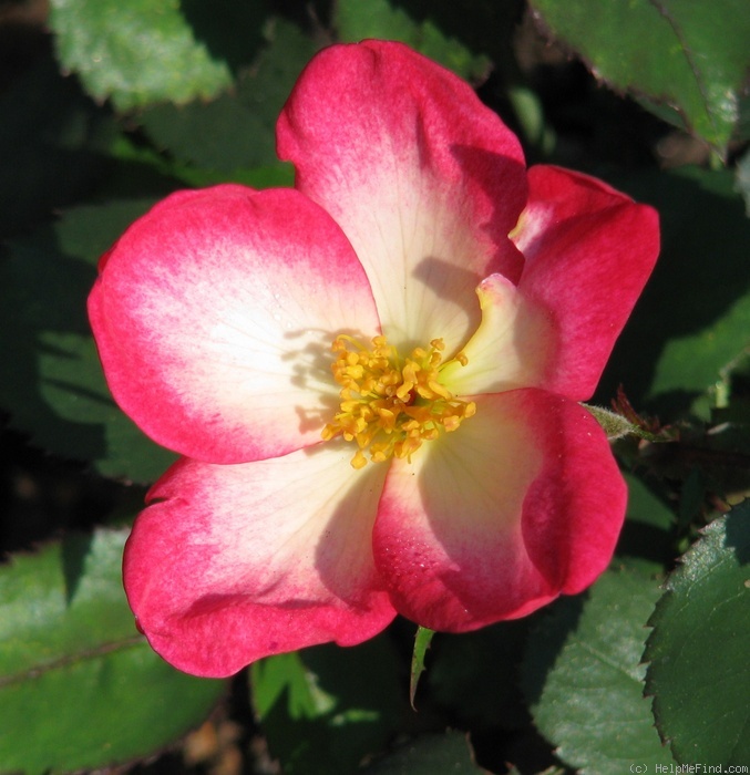 '12Homerun05' rose photo