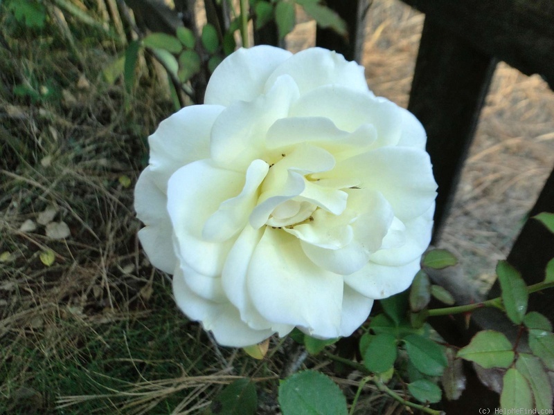 'Nana Mouskouri (floribunda, Dickson, 1975)' rose photo
