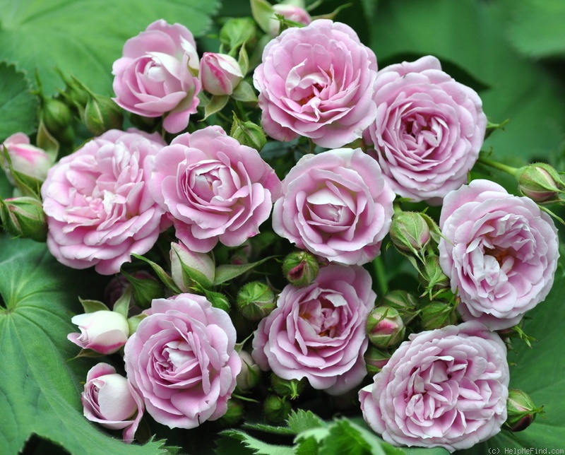 'Miss Havisham' rose photo