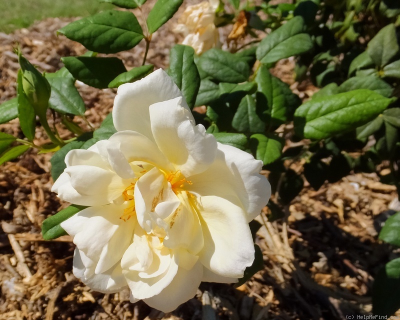 'Diane Grace' rose photo