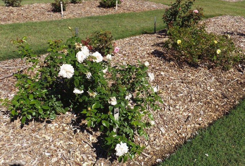 'National EarthKind Trial Rose Garden and Display Gardens'  photo