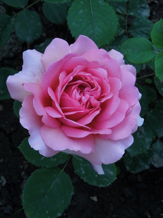 'Princess Alexandra of Kent' rose photo