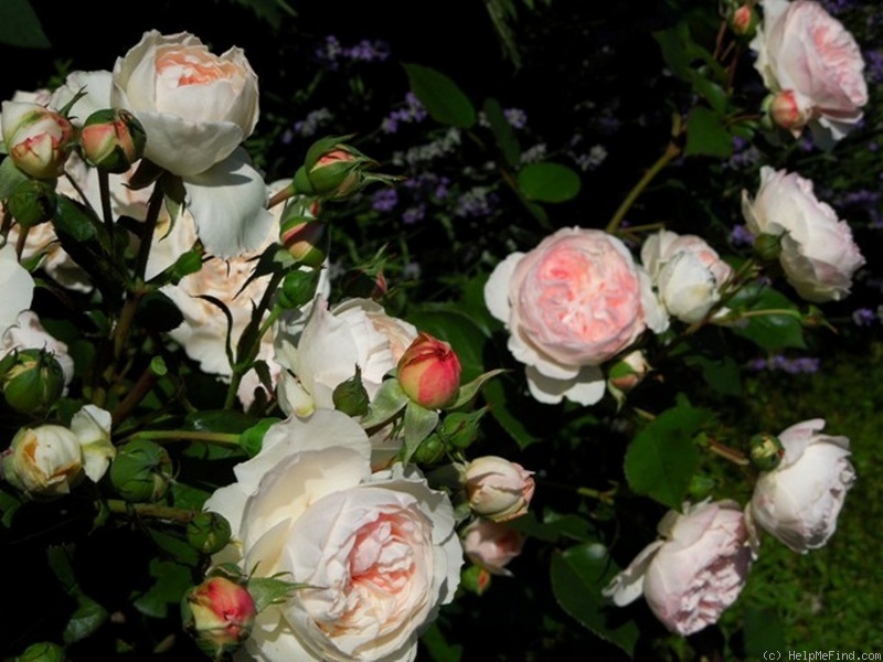 'Mariatheresia ®' rose photo