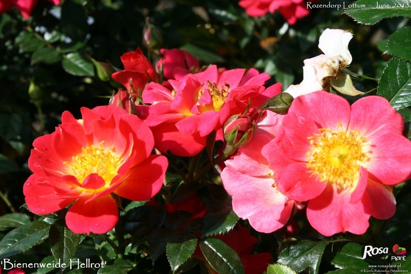 'Bienenweide Hellrot' rose photo