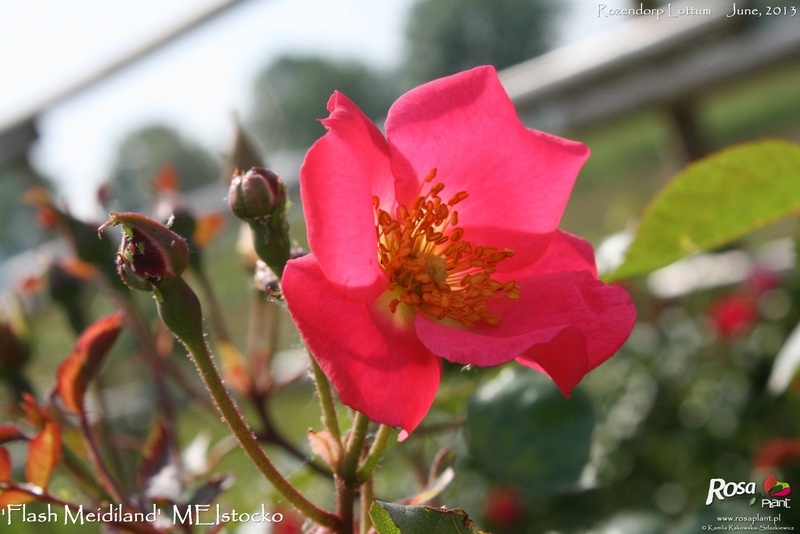 'Flash Meidiland ®' rose photo