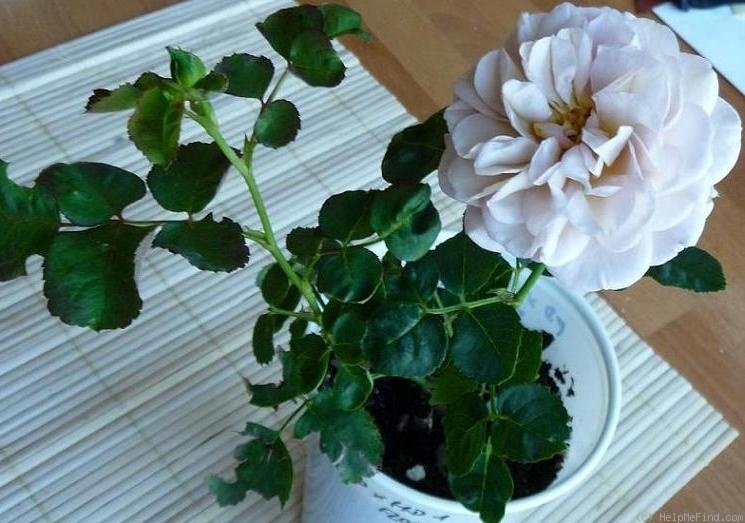 'Barry' rose photo