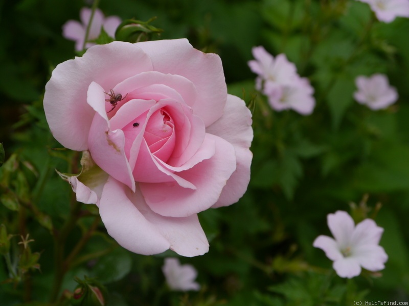 'Home & Garden ® (floribunda, Kordes 2001)' rose, click to enlarge 'Home & Garden ® (floribunda, Kordes 2001)' rose photo