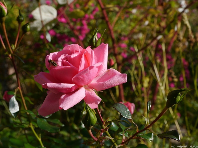 'Home & Garden ® (floribunda, Kordes 2001)' rose, click to enlarge 'Home & Garden ® (floribunda, Kordes 2001)' rose photo