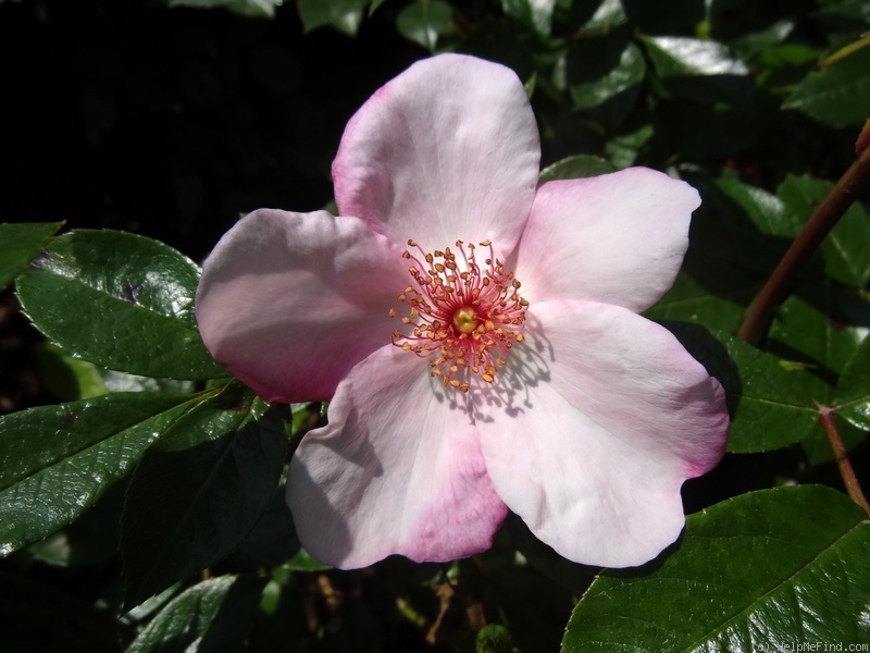 'Sweet Pretty' rose photo
