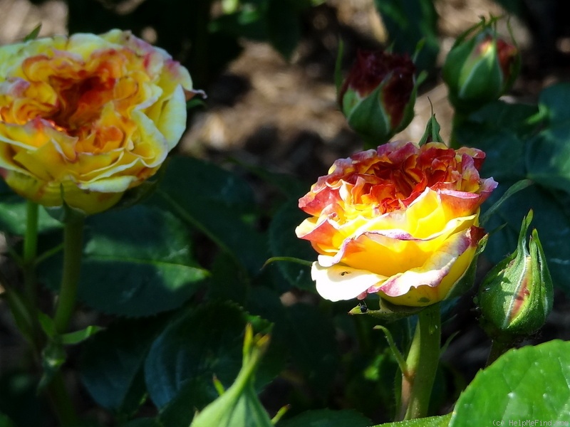 'Lichtkönigin Lucia (Large Flowered Climber, Kordes, 1966)' rose photo